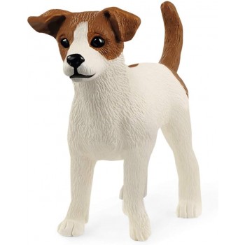 Jack  Russell  Terrier  -...