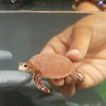 Tartaruga Embricata- Schleich