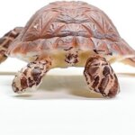Tartaruga Embricata- Schleich