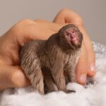 Macaco - Schleich
