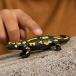 Salamandra Pezzata - Schleich