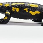 Salamandra Pezzata - Schleich