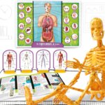 Scopri il Corpo Umano Pocket - Lisciani
