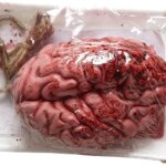 Cervello Insanguinato Confezionato - Widmann