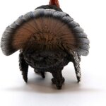 Tacchino - Schleich