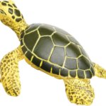 Cucciolo di Tartaruga Marina - Safari