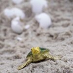 Cucciolo di Tartaruga Marina - Safari