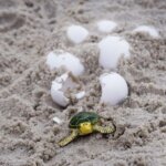 Cucciolo di Tartaruga Marina - Safari