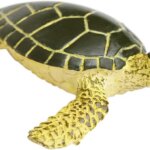 Cucciolo di Tartaruga Marina - Safari