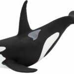 Orca - Safari