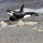 Orca - Safari