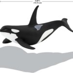 Orca - Safari