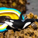 Orca - Safari