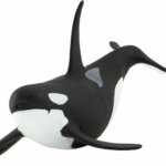 Orca - Safari