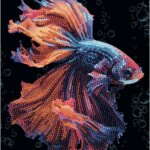 Diamantiny Pesce Combattente - Nice