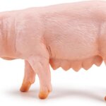 Scrofa - Papo