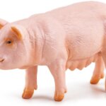 Scrofa - Papo