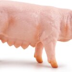 Scrofa - Papo
