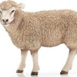 Pecora - Schleich