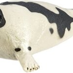Foca - Safari