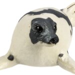 Foca - Safari