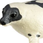 Foca - Safari