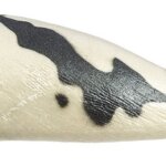 Foca - Safari