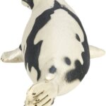 Foca - Safari