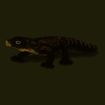 Drago di Komodo - Safari
