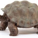 Tartaruga gigante - Schleich