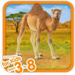 Dromedario - Schleich