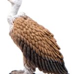 Avvoltoio - Schleich
