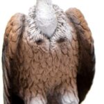Avvoltoio - Schleich