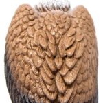 Avvoltoio - Schleich