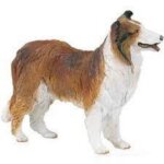 Collie - Papo