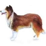 Collie - Papo
