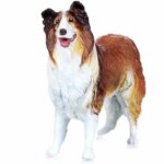 Collie - Papo
