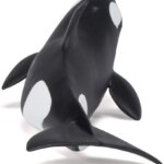 Orca - Papo