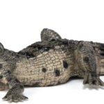 Coccodrillo Cucciolo - Papo