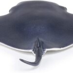 Manta - Papo