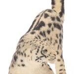 Leopardo delle Nevi- Papo