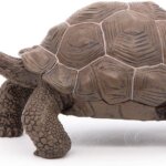 Tartaruga Galapagos - Papo