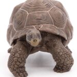 Tartaruga Galapagos - Papo