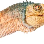 Chilesaurus - Papo