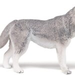 Husky Siberiano - Papo