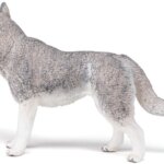 Husky Siberiano - Papo