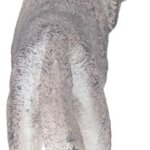 Husky Siberiano - Papo