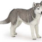 Husky Siberiano - Papo