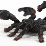 Scorpione Imperatore - Schleich