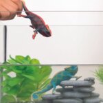 Camaleonte - Schleich